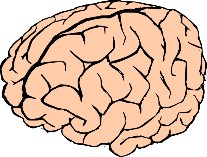 Clipart - Brain Clipart - Brain