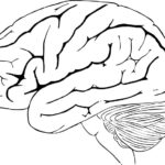 Human Brain Free Stock Photo - Public Domain Pictures
