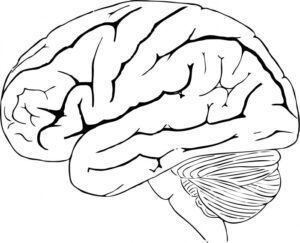 Human Brain Free Stock Photo - Public Domain Pictures