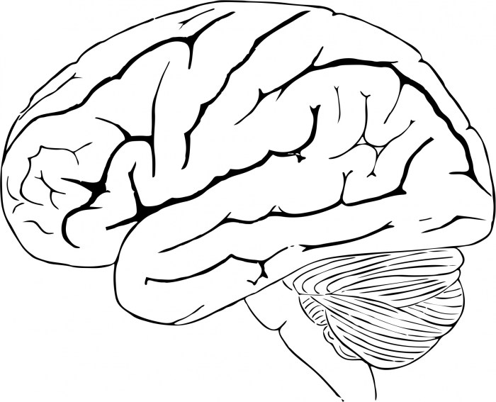 Human Brain Free Stock Photo - Public Domain Pictures